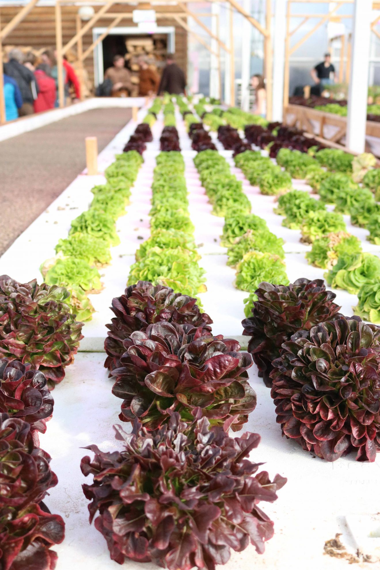 Biomass-heated greenhouse