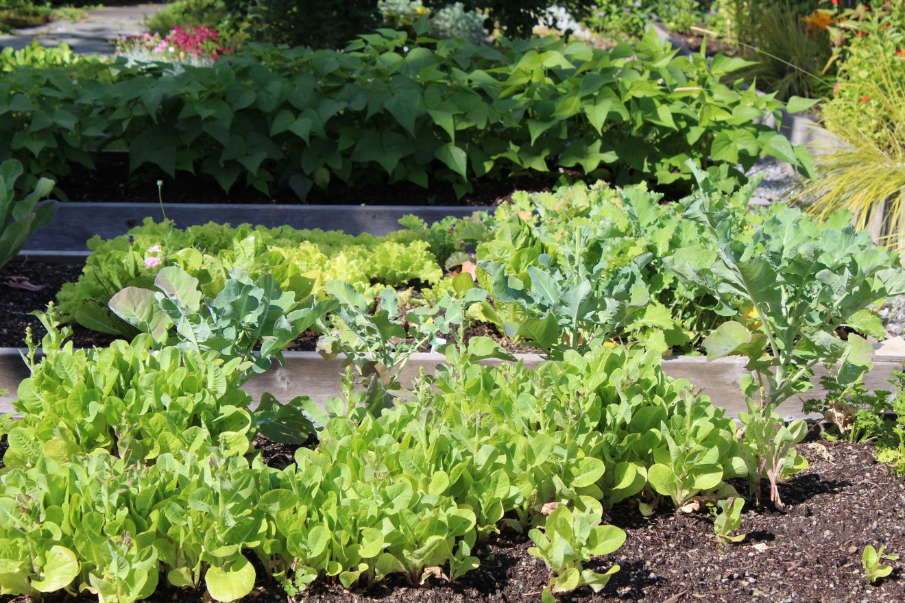 raised bed garden