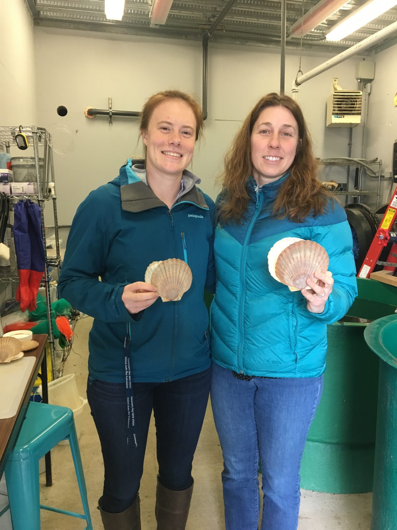 Unsolved mystery: the case of the weathervane scallop