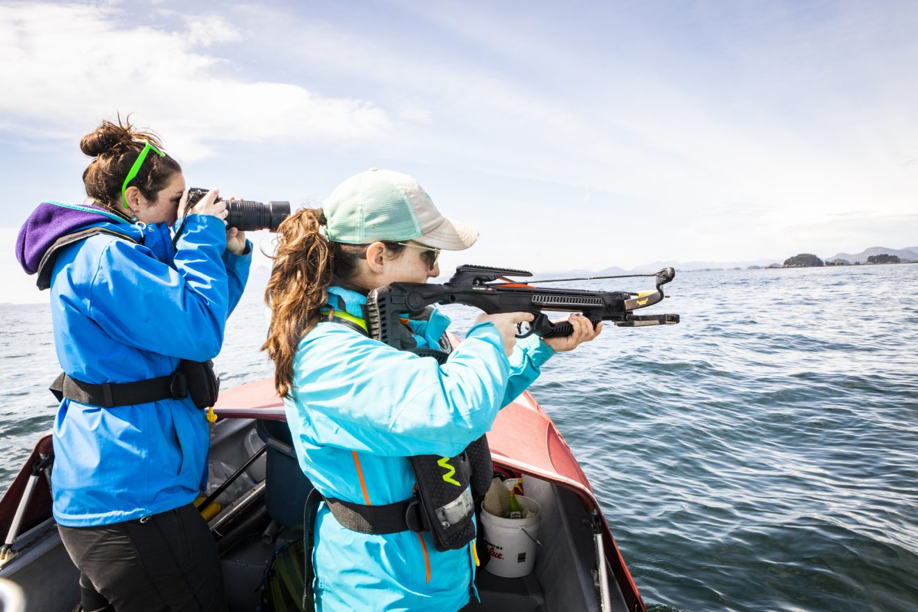 Big whales eat tiny fish at hatchery buffets