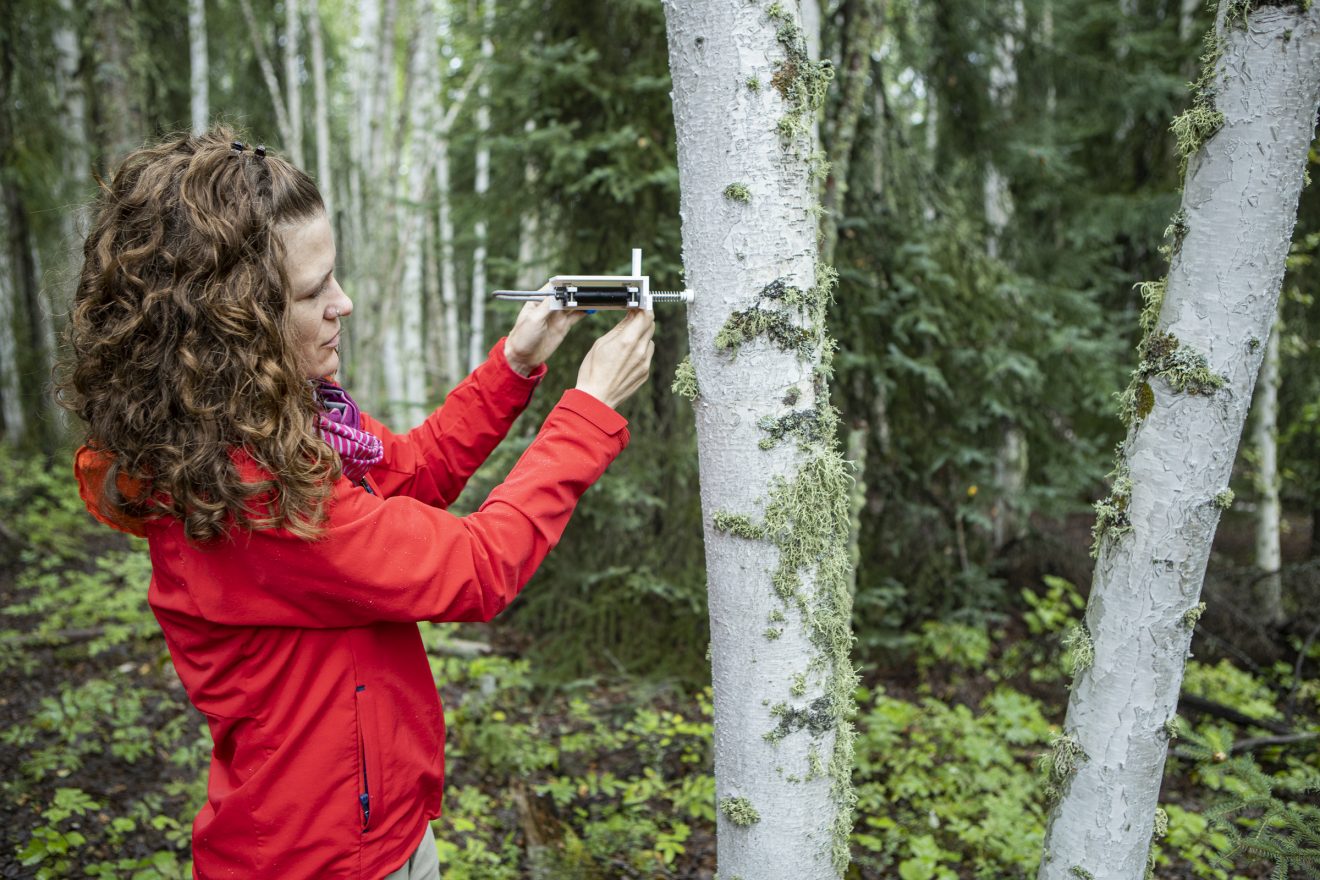 Jessie Young-Robertson demonstrates how a device measures tree water content. The UAF ecologist is using the data to help the best times of year to harvest firewood. UAF photo by J.R. Ancheta