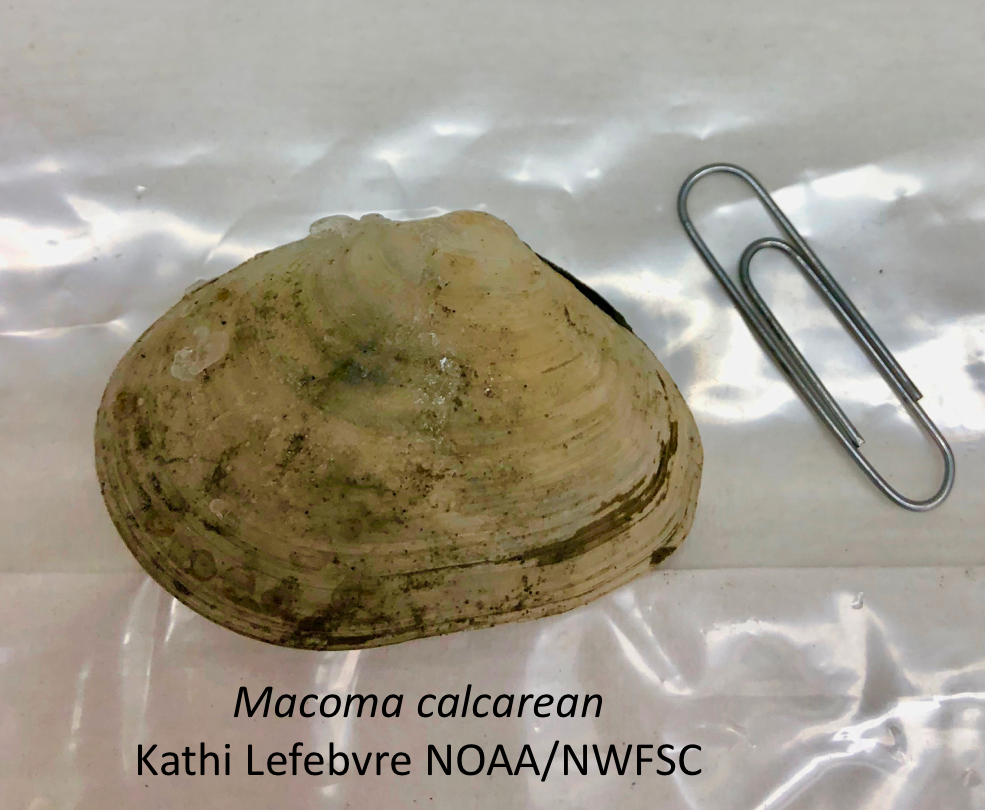 Vigilance advised after saxitoxin found in clams