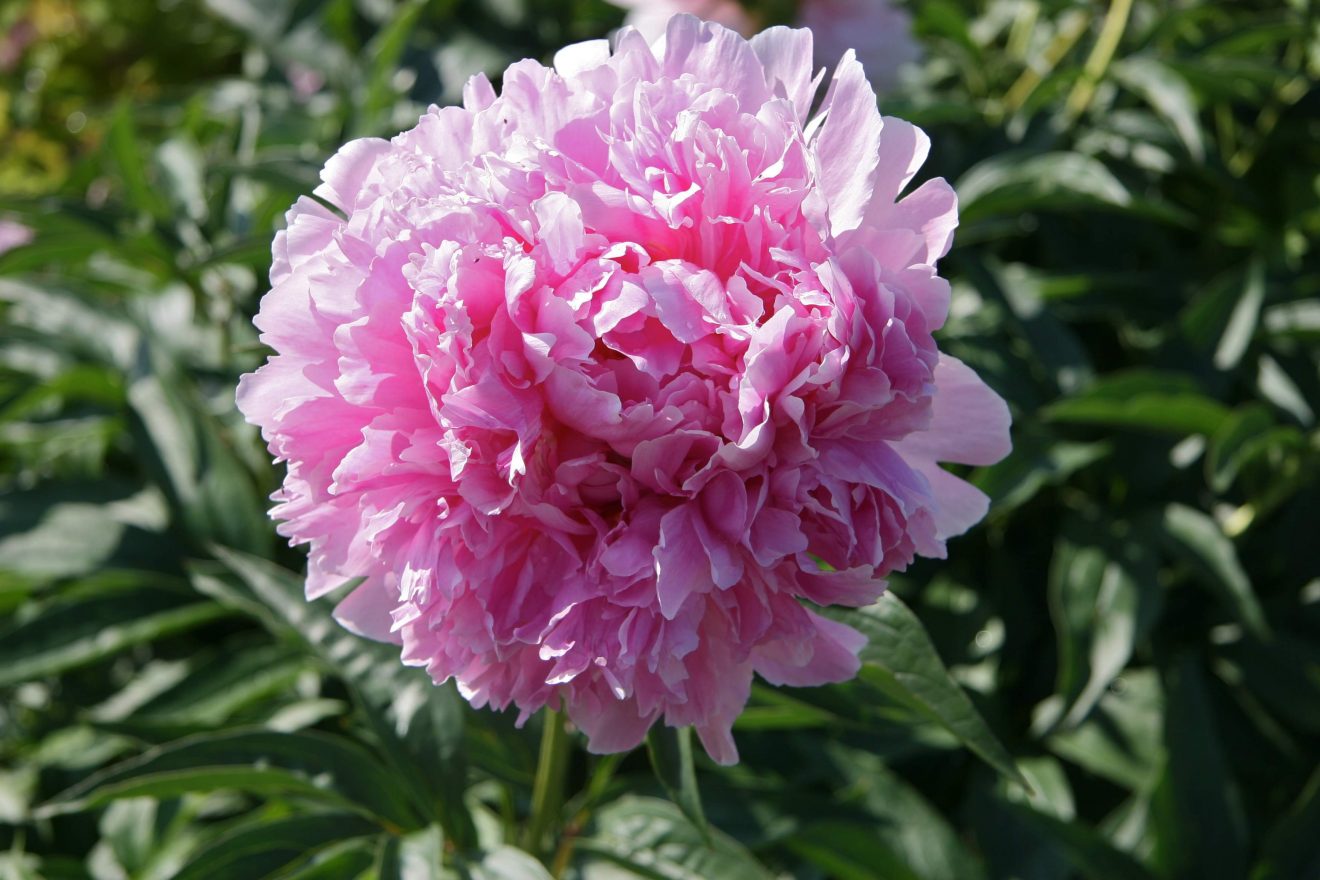 Peonies bloom at the UAF Georgeson garden