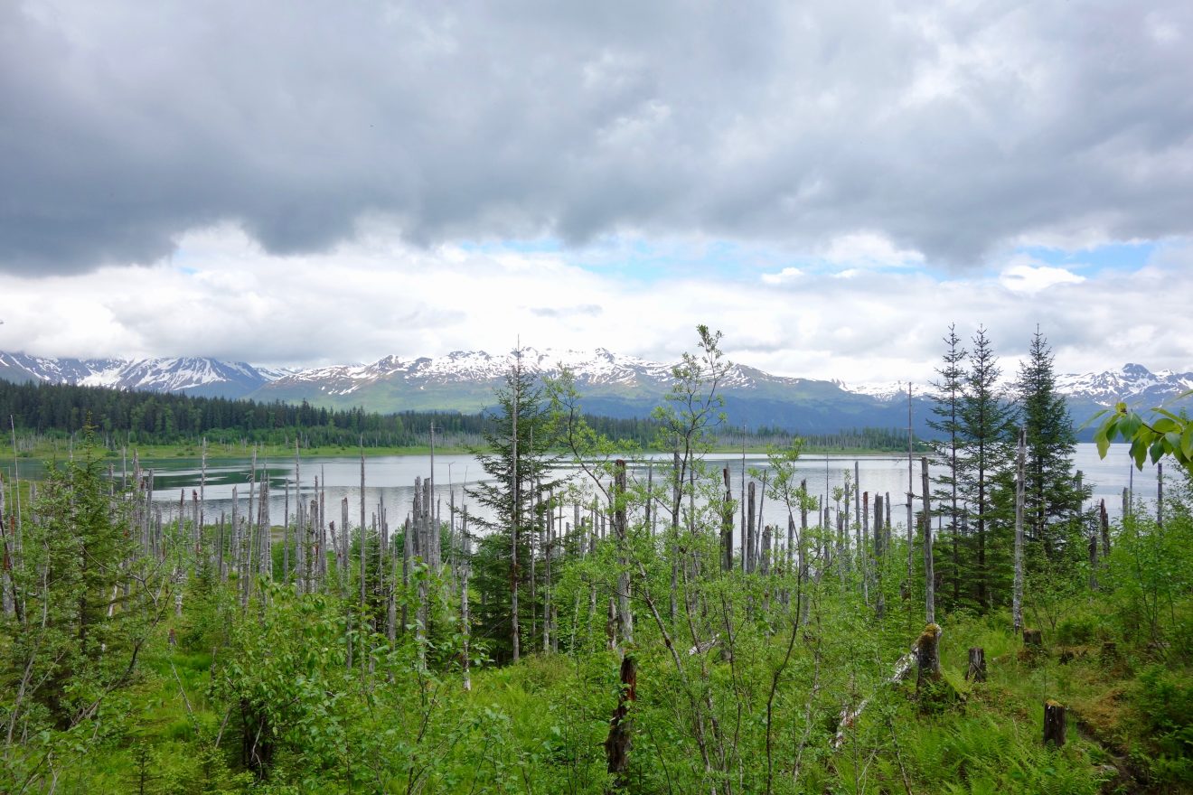 Dead trees stand near a shoreline of Russell Fjord about 15 miles from the town of Yakutat. Ned Rozell photo.
