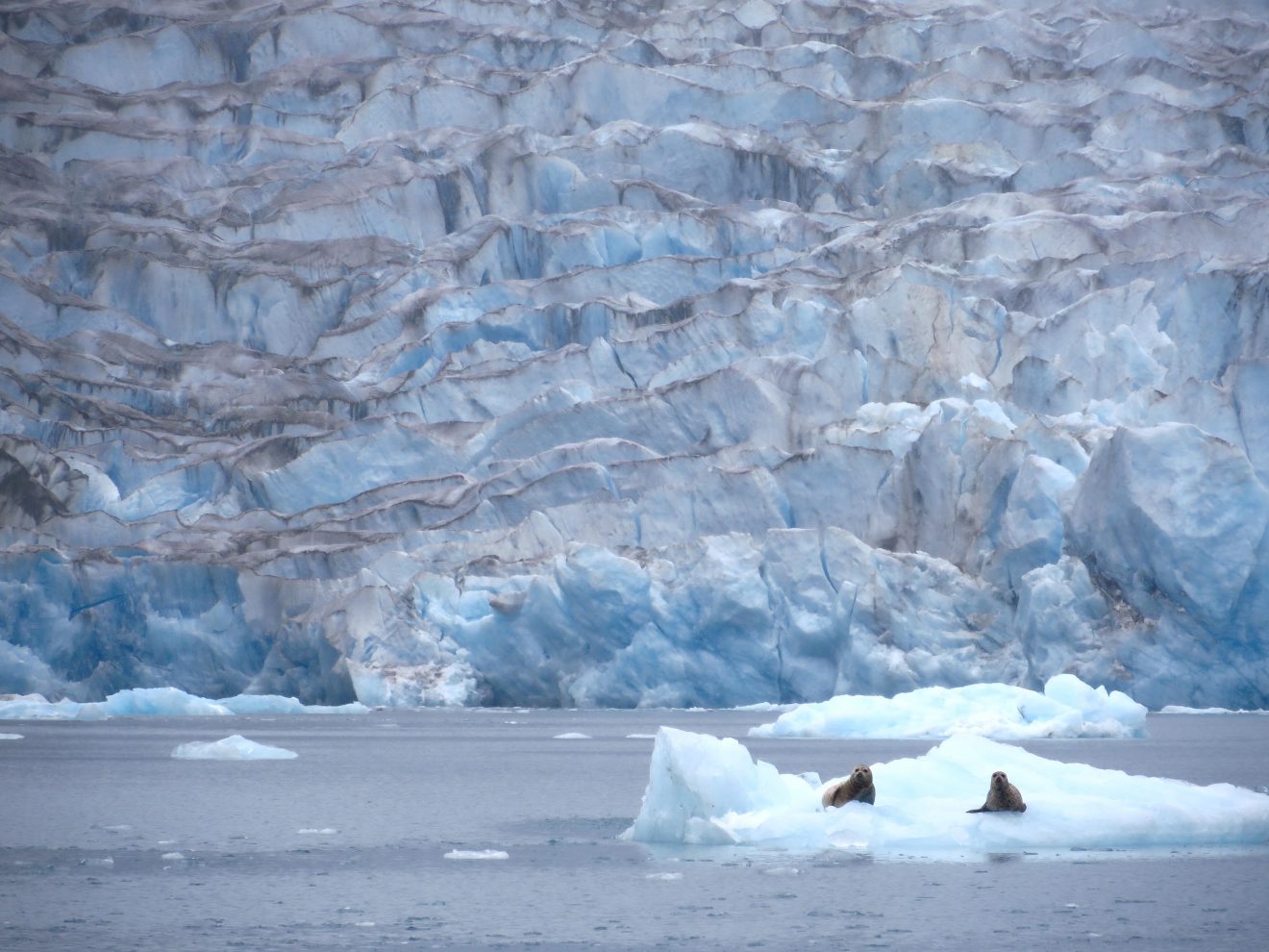 McBride Glacier in Glacier Bay National Monument, Alaska. Photo by Joanna Young.