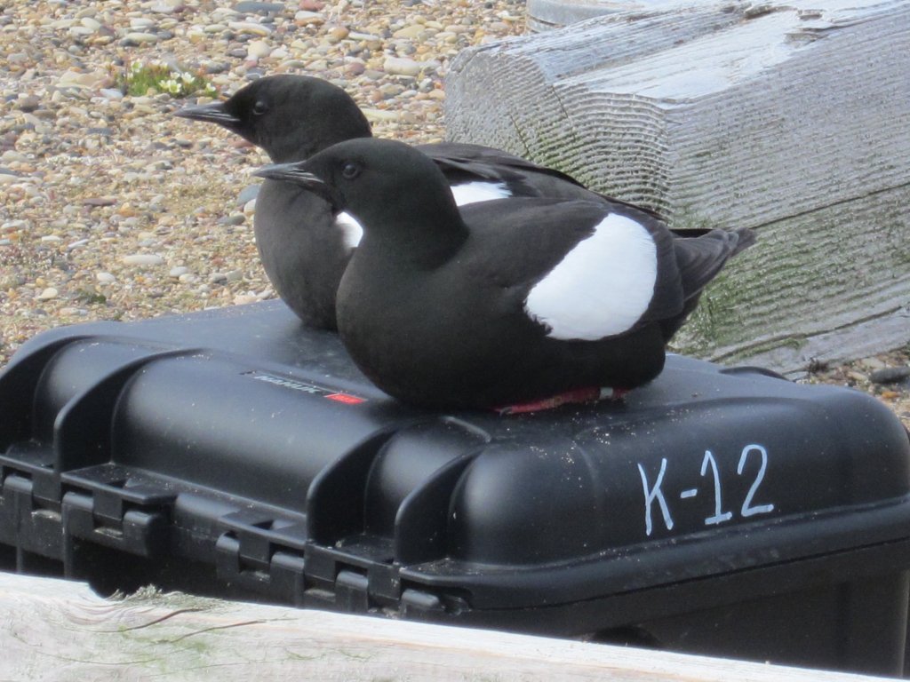 A bad summer for birds on northern island