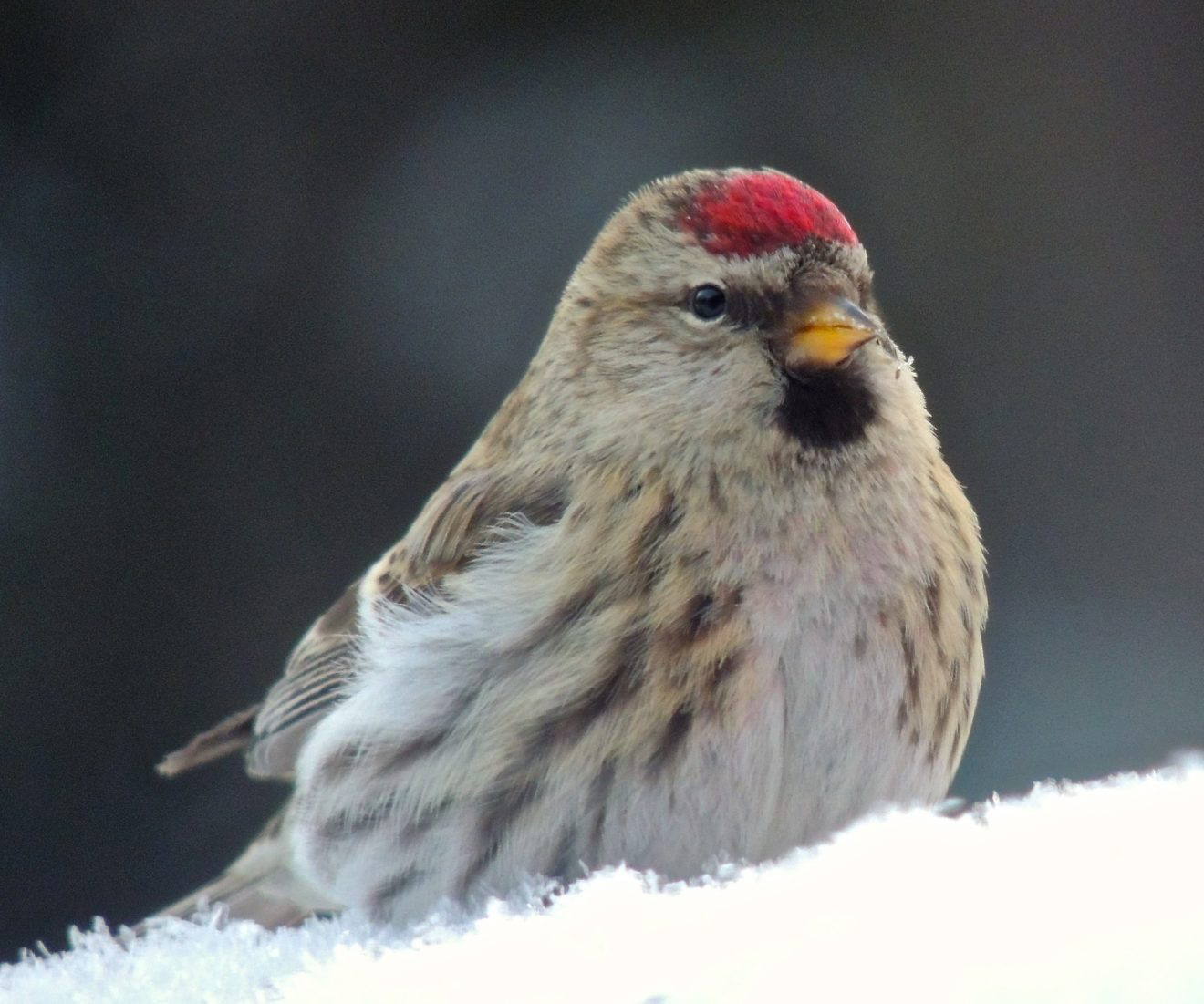 Invasion of redpolls sends seeds flying