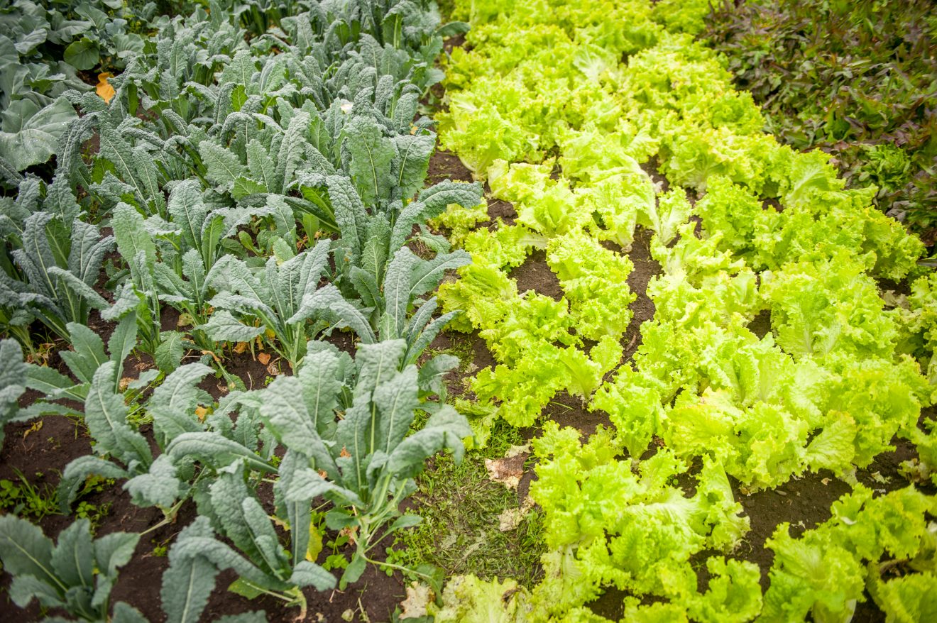greens growing in a garden