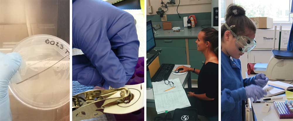 Students conducting research in a lab.