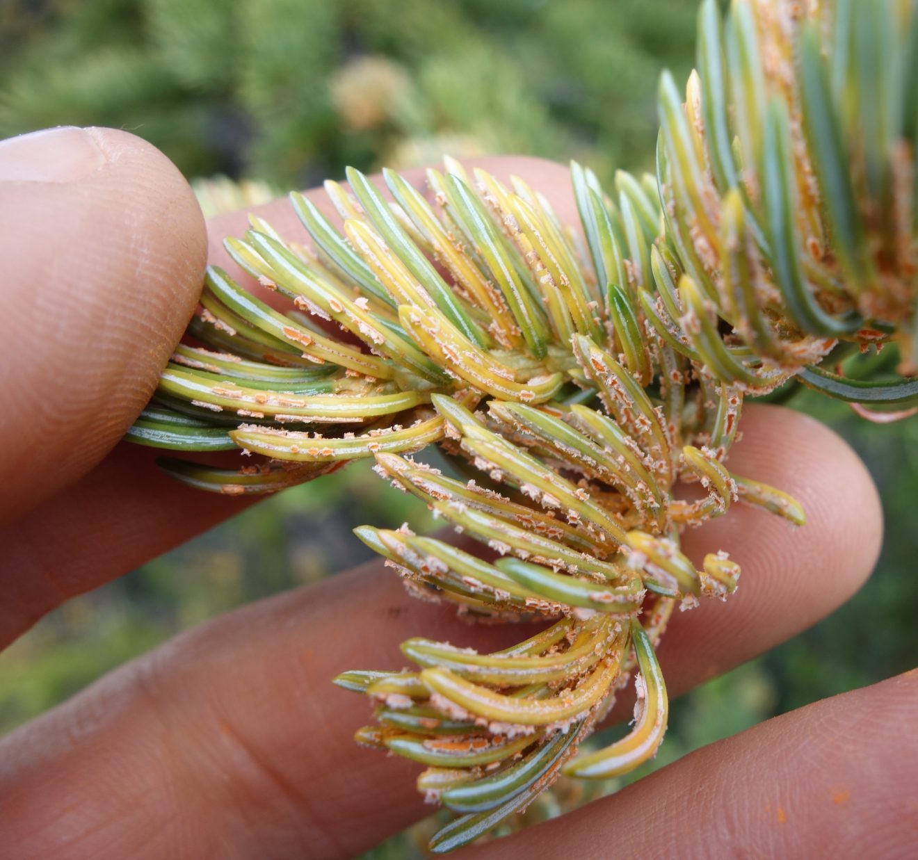 Photo by Ned Rozell. Spores of the spruce needle rust fungus on needles of white spruce trees growing off Alaska’s Denali Highway.