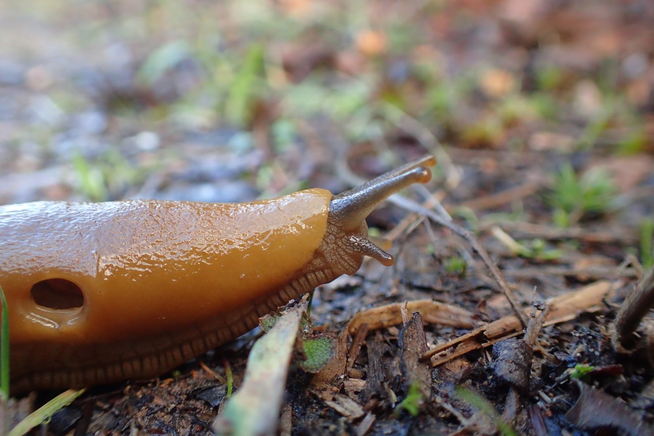 Banana slugs ooze over coastal Alaska