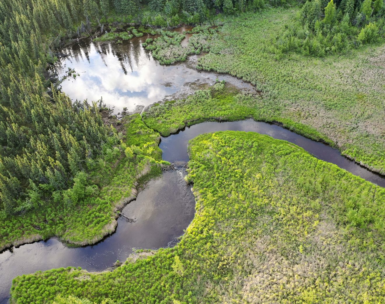 Beaver invasion on the Baldwin Peninsula