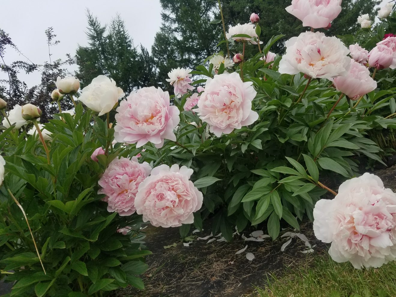 photos of peonies