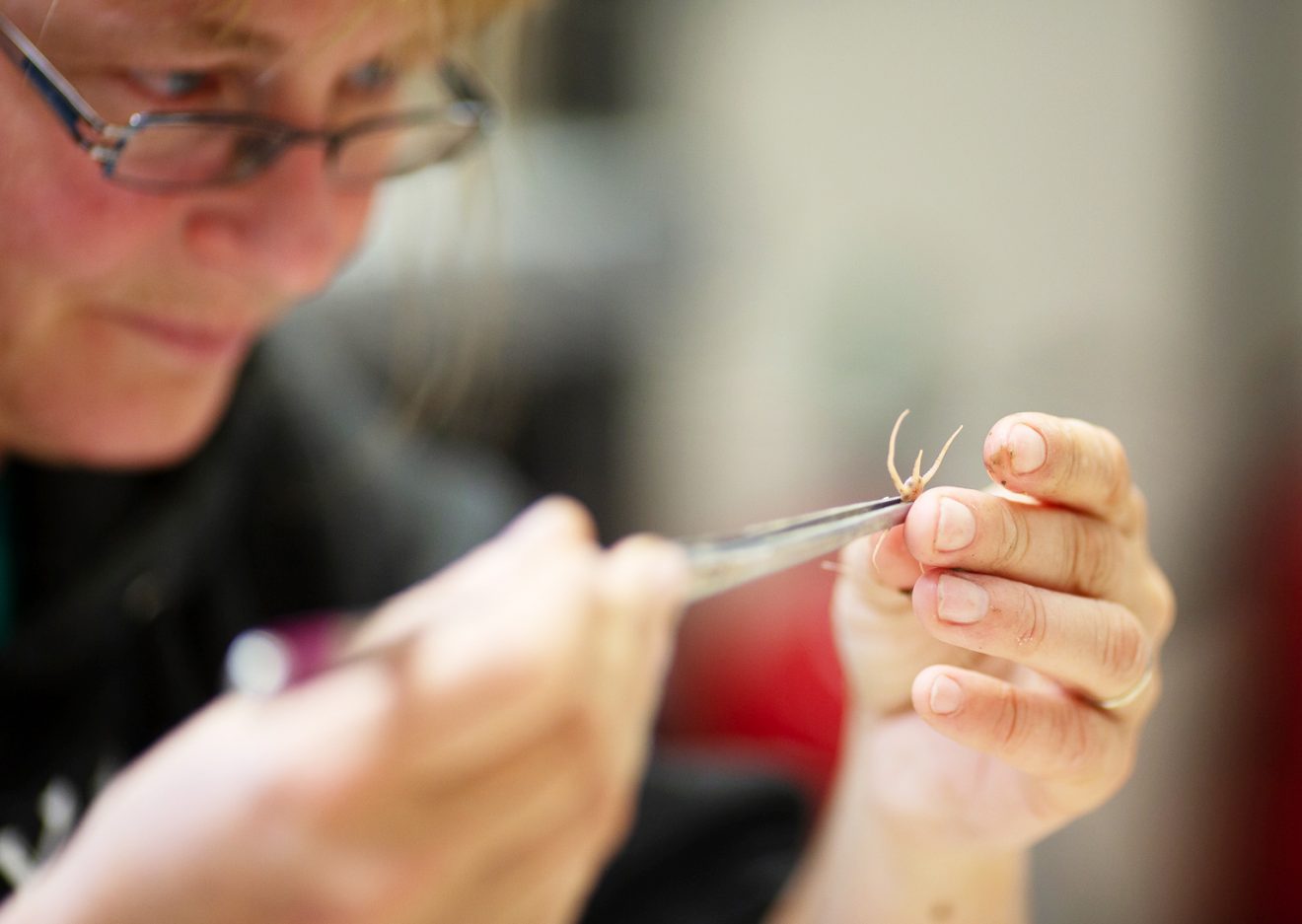 Seth Danielson photo. Katrin Iken, a professor at UAF's College of Fisheries and Ocean Sciences, measures a brittle star crab. That data is part of an assessment of the seafloor community, which has shown signs of decreasing biomass in recent years.