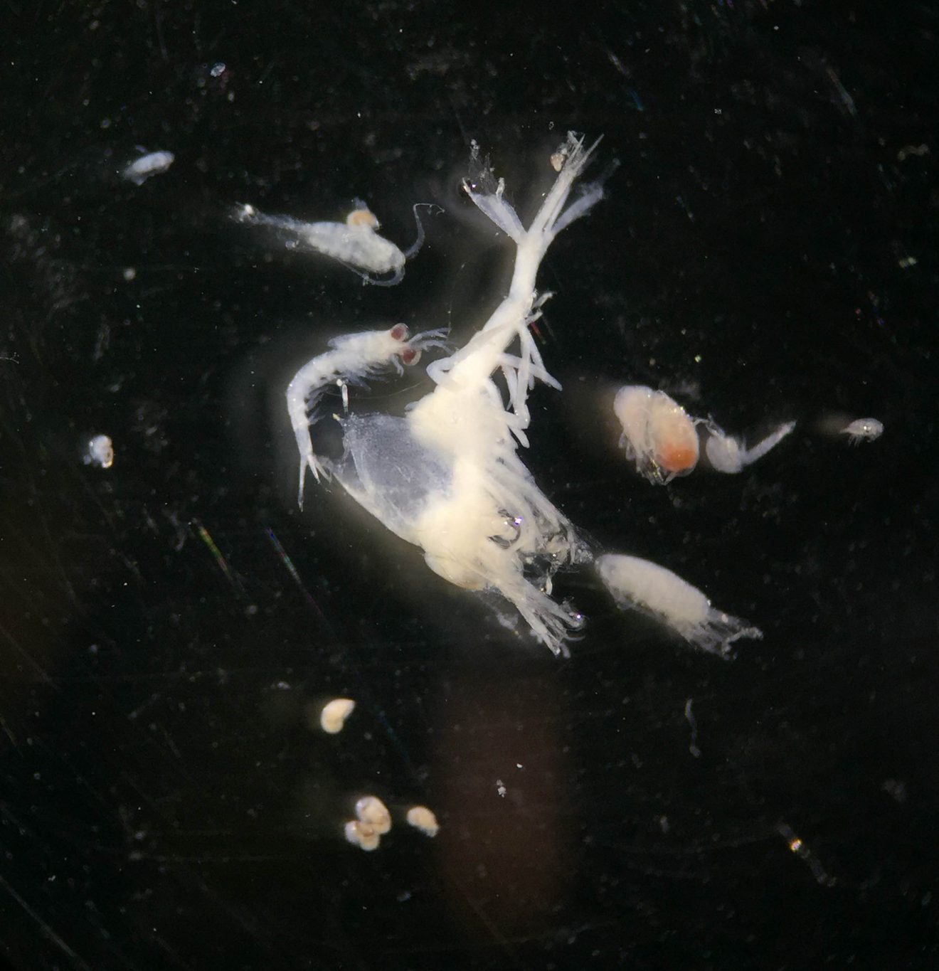 William Burt photo. A mix of zooplankton species caught in the Gulf of Alaska is shown under a microscope.