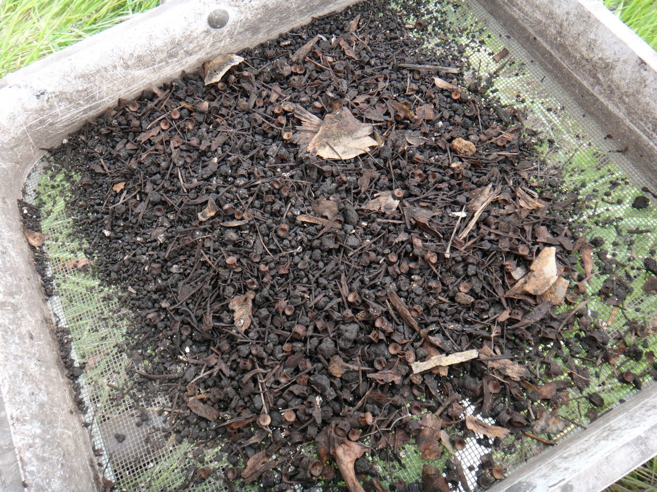 Photo by Nicole Misarti. An archaeological screen sifts out the soil but captures bones and artifacts from an excavation. This screen contains bones from multiple species of fish from an archaeological dig on the Bering Sea coast in 2014.