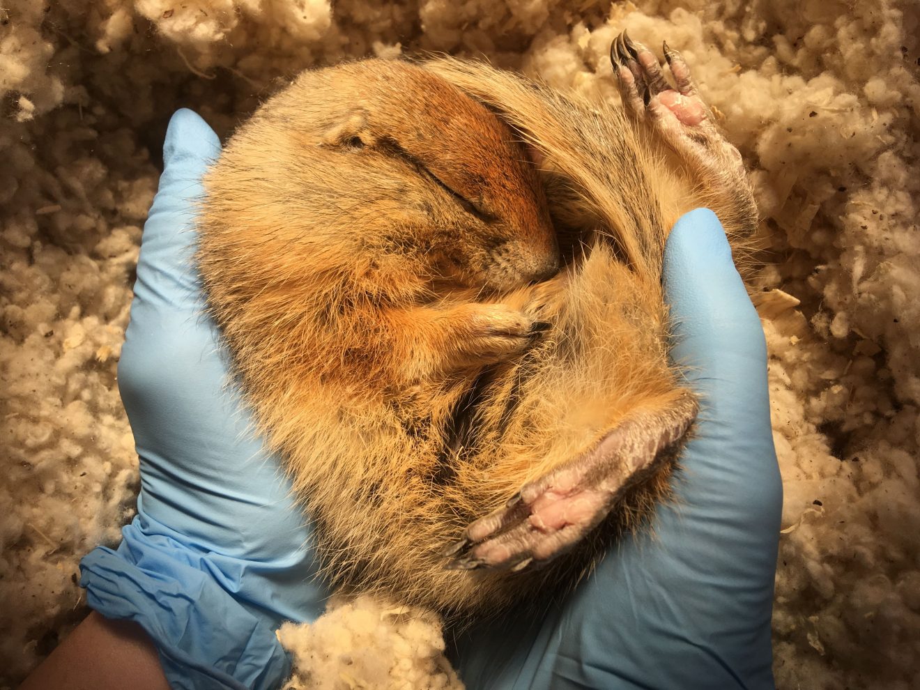 Carla Frare photo. A researcher at the University of Alaska Fairbanks holds a hibernating Arctic ground squirrel.