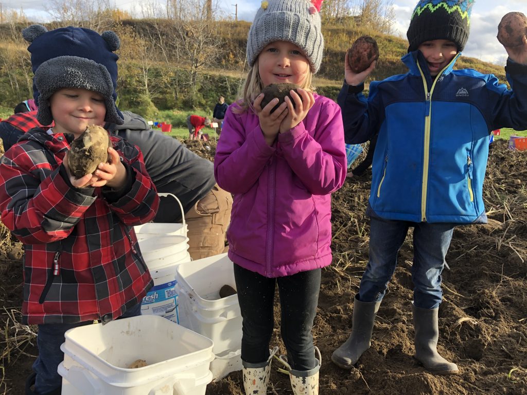 youth picking potatoes in Mat-Su