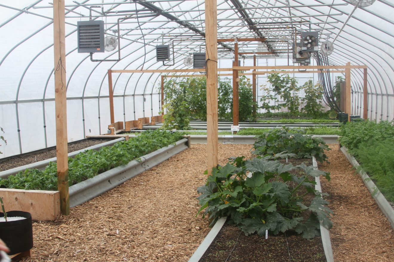 Fire-hazard trees could heat greenhouses to feed rural Alaska