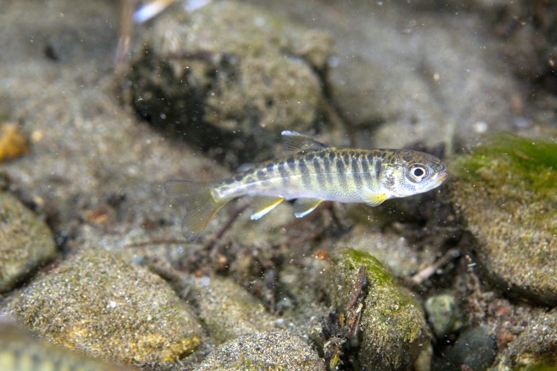 Photo courtesy of U.S. Fish and Wildlife Service. A juvenile Chinook salmon in Campbell Creek in Anchorage.