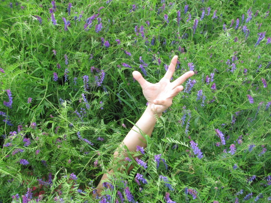 drowning_in_bird_vetch