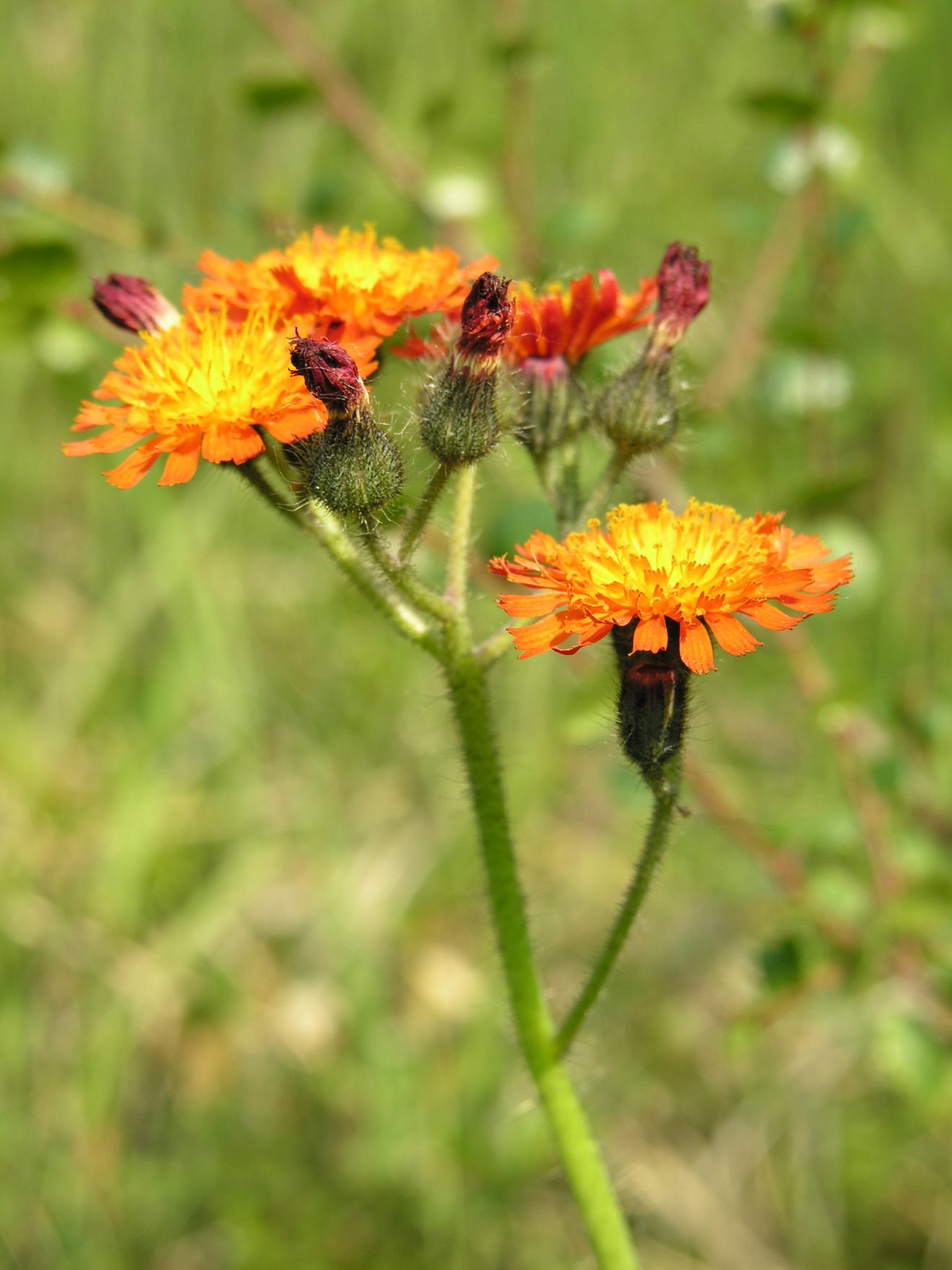 orange hawkweed