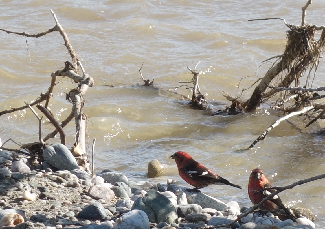 White-winged crossbills and yellow snow