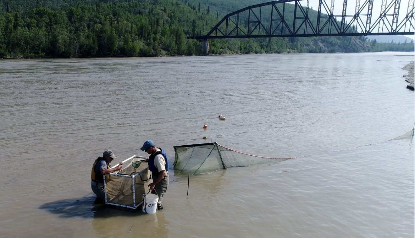 Two men standing in a river with a large net box.