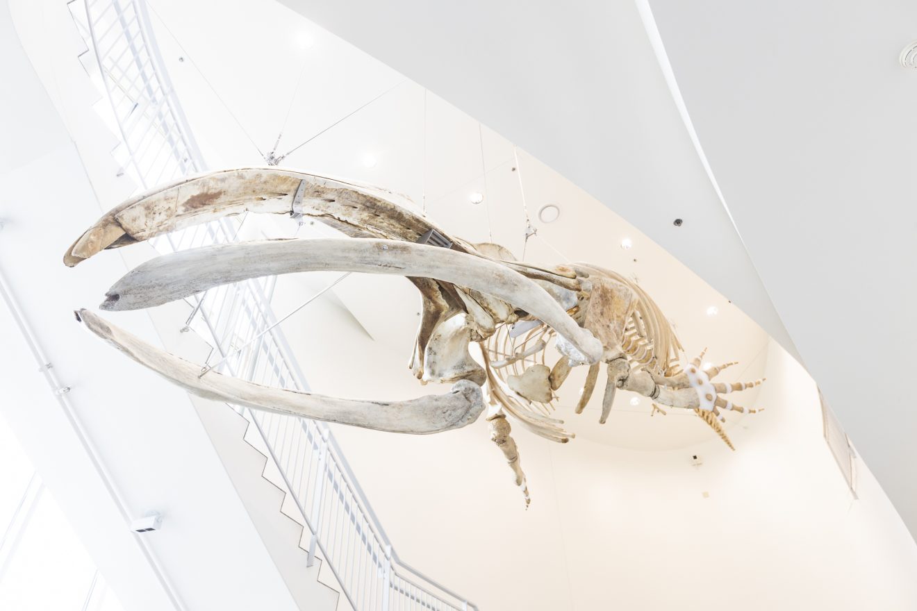 whale skeleton suspended in midair