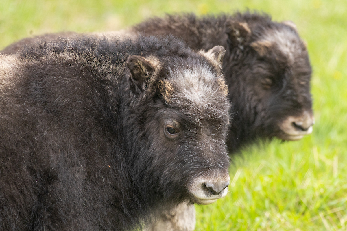 This spring brought two baby female muskox to the herd at the UAF Large Animal Research Station on the UAF campus, pictured here Tuesday morning, June 3, 2025. UAF Photo by Eric Engman