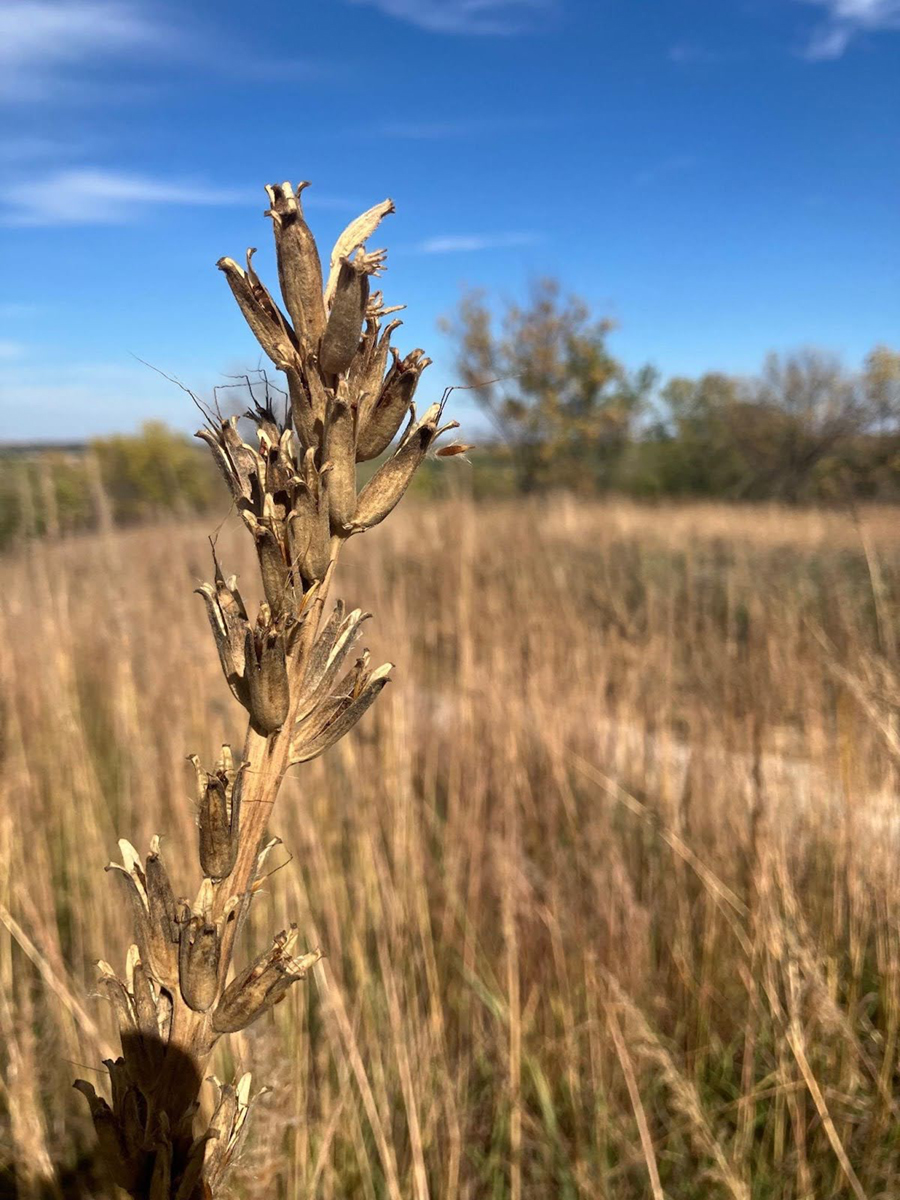 MFC Feeley Highlight from Footnotes Wheatfield in the Midwest. Photo courtesy of MFC Feeley