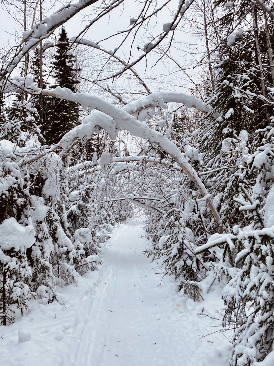 In a Fairbanks winter, snowy trees lines a snowmachine path.