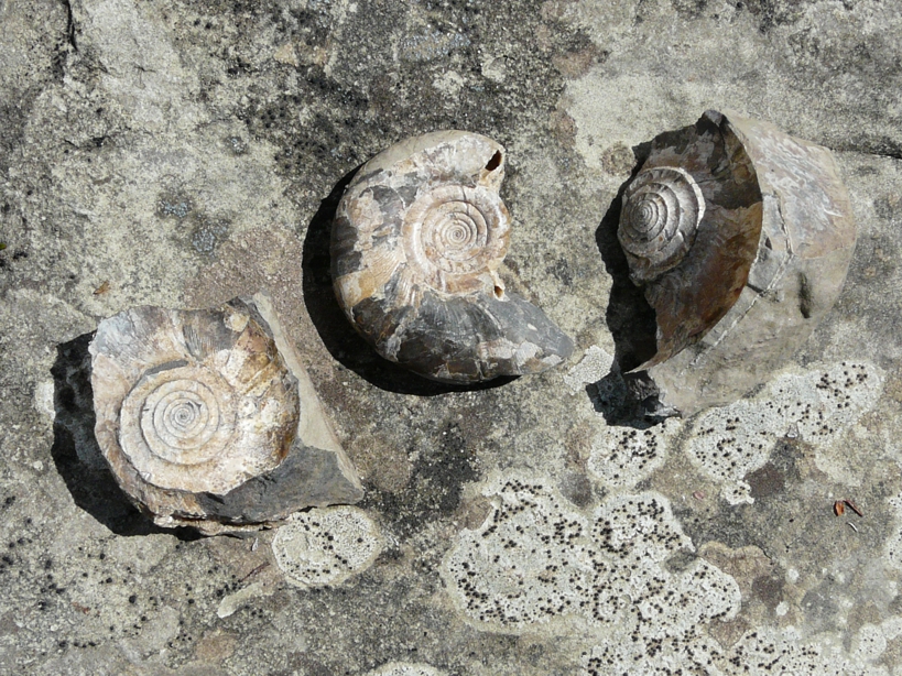 Ammonite in nodule