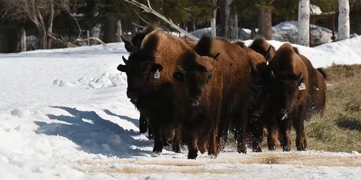 Group of wood bison