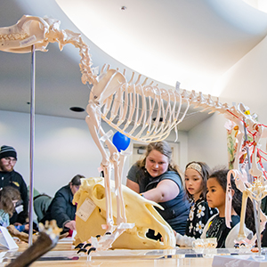 Attendees learn about Vet Medicine at the Science Potpourri event at the Reichardt Building in the UAF Troth Yeddha' Campus on April 2024. UAF photo by Marina Santos.