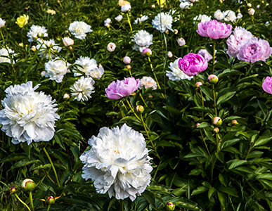 Flowers. UAF photo by JR Ancheta.