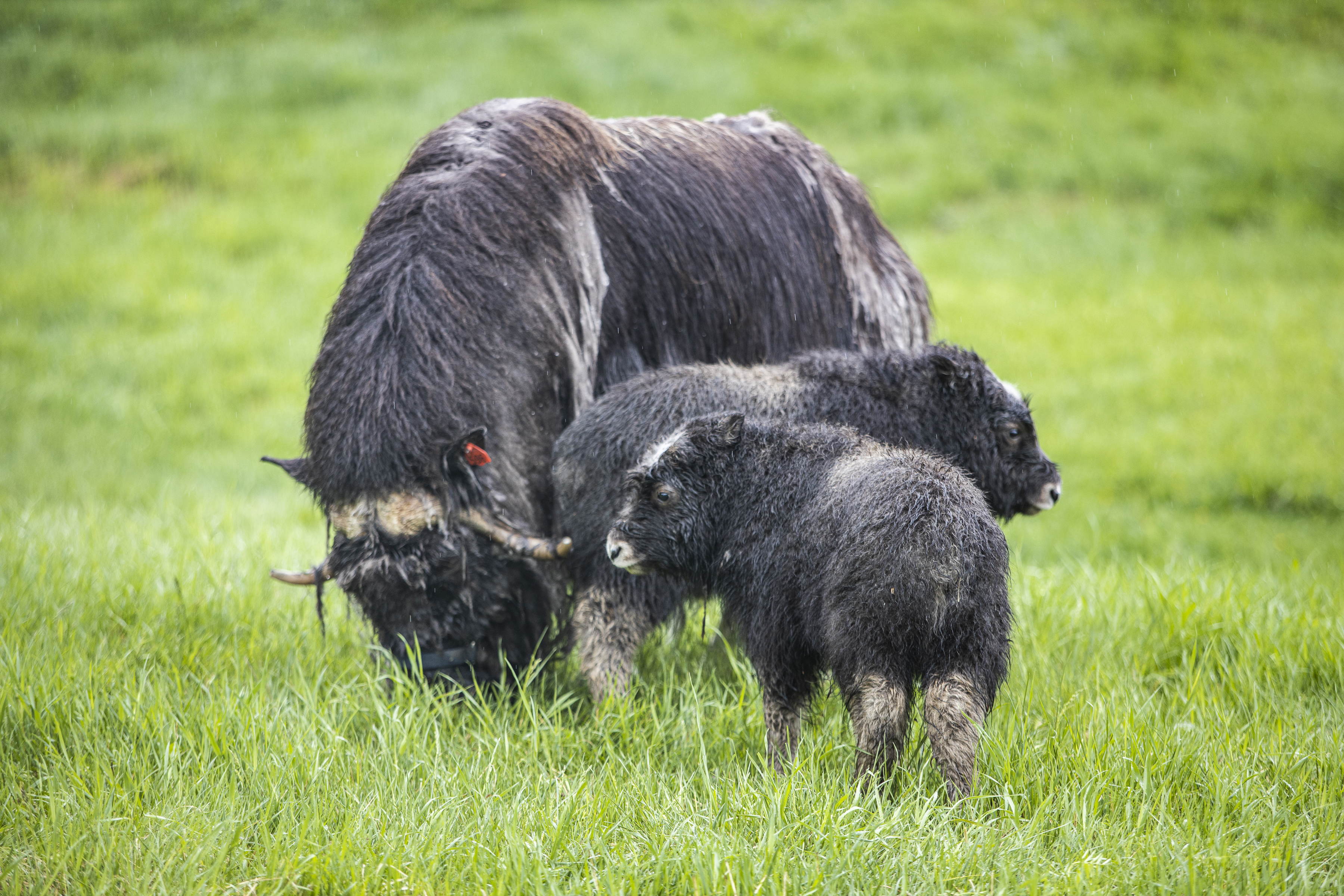 A muskox mom and her calves meander at the Large Animal Research Station in 2019. UAF photo by JR Ancheta.