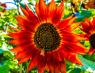 A bright reddish orange flower