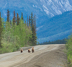 A family of grizzly bears trots up the Dalton Highway. Links to Beneficiary Designations.