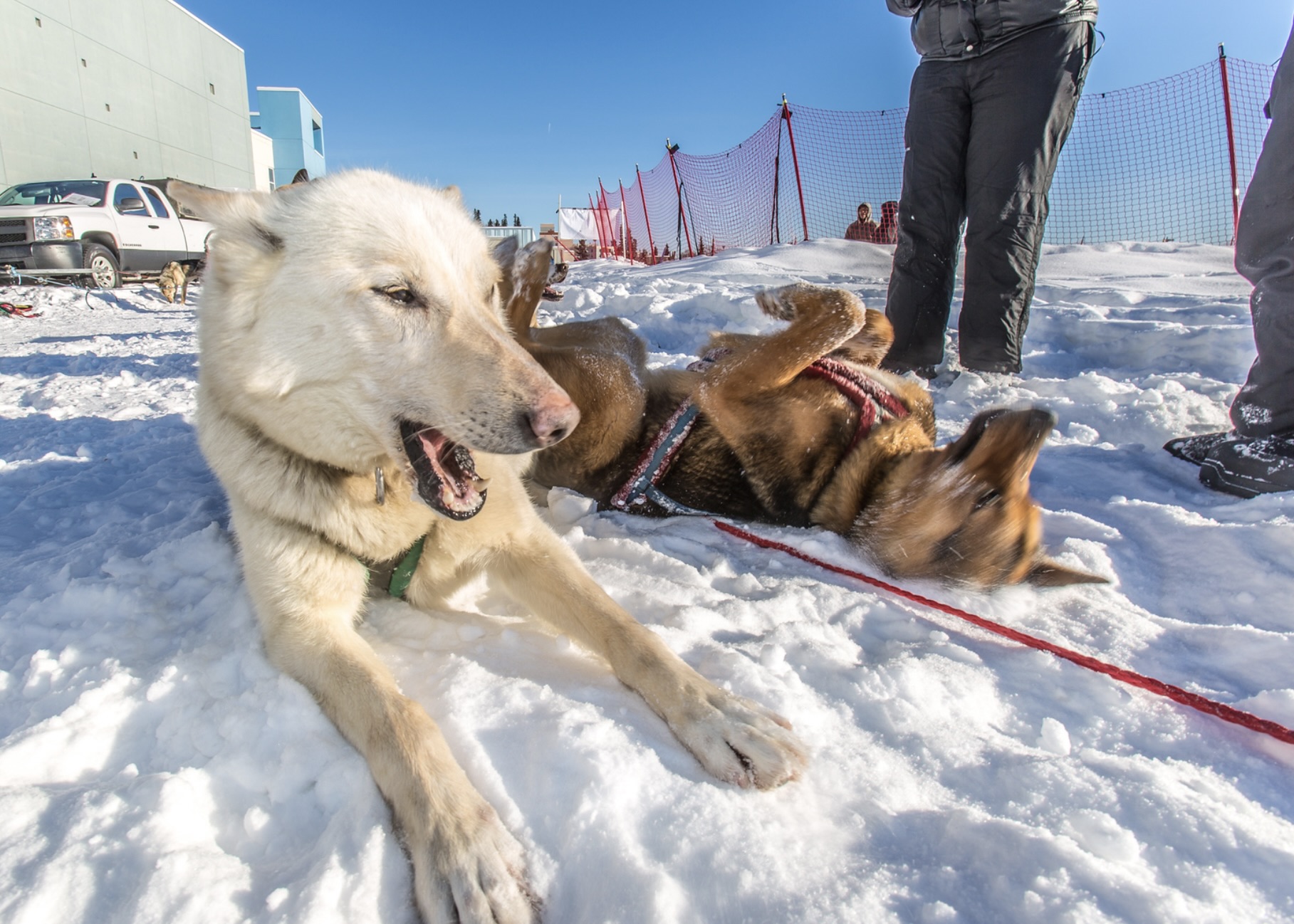 Dog sled team CSP intensive