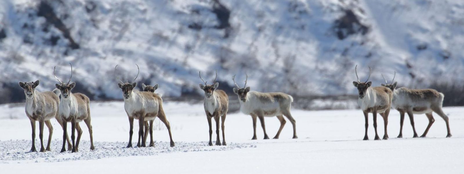 Alaska Cooperative Fish and Wildlife Research Unit