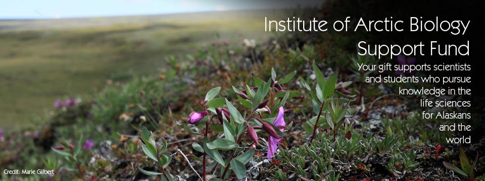 Give to the Institute of Arctic Biology Support Fund