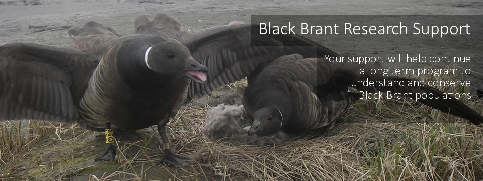 Give to Black Brant Research Support
