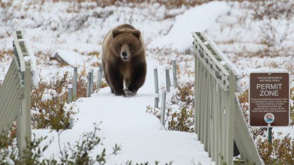 Bear at Toolik Field Station