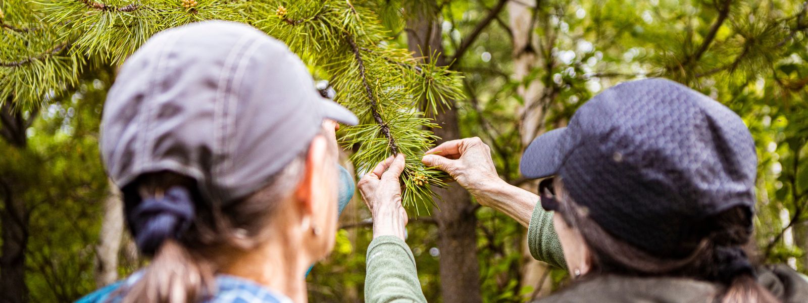 Bonanza Creek Long Term Ecological Research