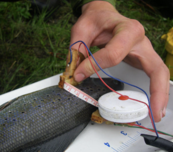 Gathering data on fish with AKCFWRU