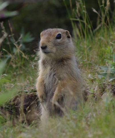 Arctic ground squirrel