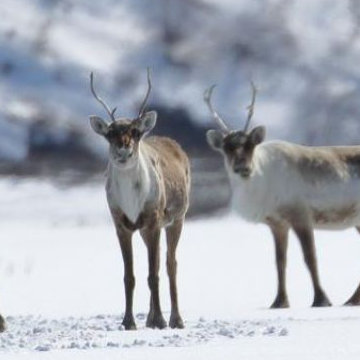 Caribou
