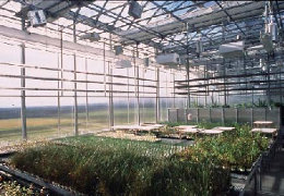 IAB Greenhouse
