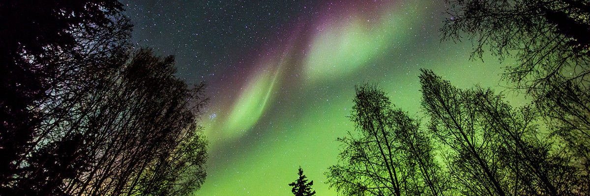 aurora borealis and stars in a night sky glowing above the treetops